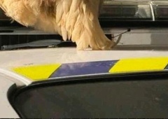 Slovenska policija: tole bi lahko bila tudi prvoaprilska šala - pa ni bila!