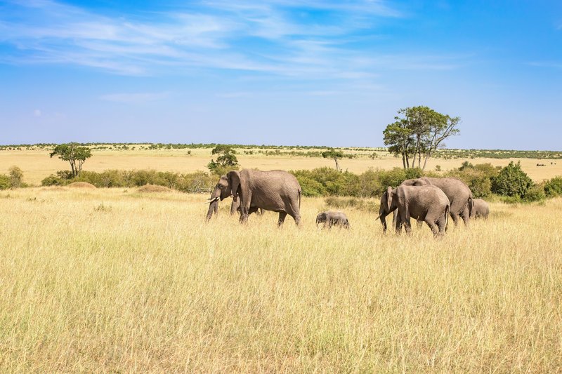 Trenja med sloni in ljudmi so v nekaterih delih Afrike velika.