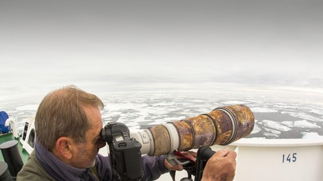 živali medved polarni medved fotografija mladiček prebujanje