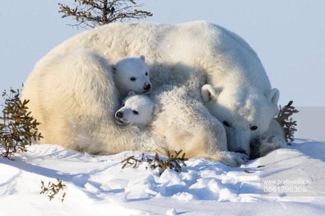 živali medved polarni medved fotografija mladiček prebujanje