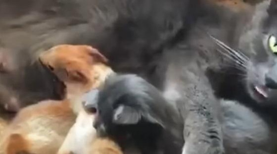 Pravi čudež: nikogaršnja mačka posvojila veveričje sirote (posnetek, ki ga morate videti) (foto: Youtube/posnetek zaslona)