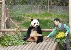 V joku so se poslovili od ljubljene pande: prepeljali so jo na Kitajsko (VIDEO)