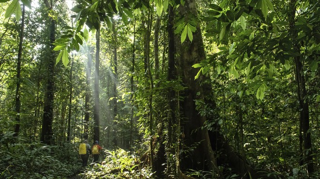 V gostem tropskem gozdu kamera ujela pravo presenečenje (foto: Profimedia)