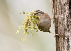 Ptice iščejo material za gnezda, tako jim lahko pomagate