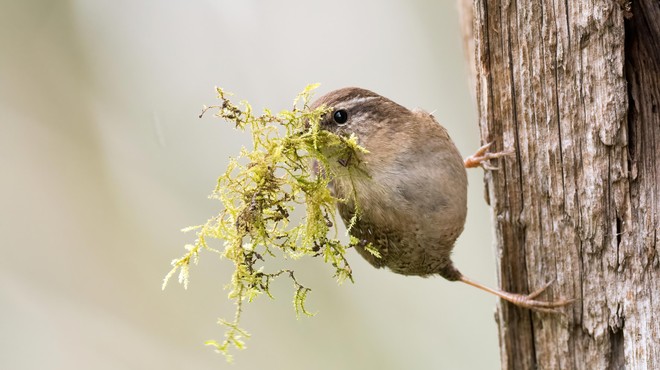 Ptice iščejo material za gnezda, tako jim lahko pomagate (foto: Profimedia)