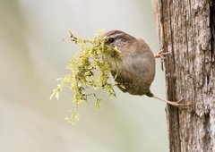 Ptice iščejo material za gnezda, tako jim lahko pomagate