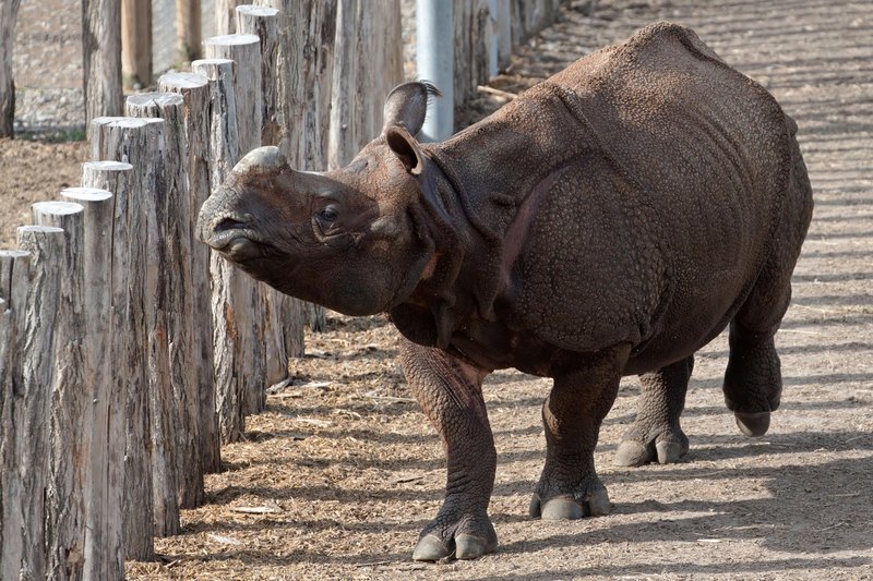 Javanski nosorog - izredno ogrožena in redka žival.