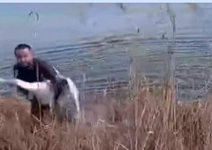 Moški zagledal laboda v stiski, njegova reakcija je neverjetna (posnetek morate videti)