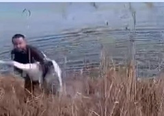 Moški zagledal laboda v stiski, njegova reakcija je neverjetna (posnetek morate videti)