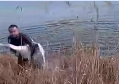 Moški zagledal laboda v stiski, njegova reakcija je neverjetna (posnetek morate videti)