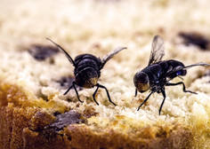 Kako se znebiti muh v stanovanju: 5 preprostih trikov za učinkovito odganjanje nadležnih insektov