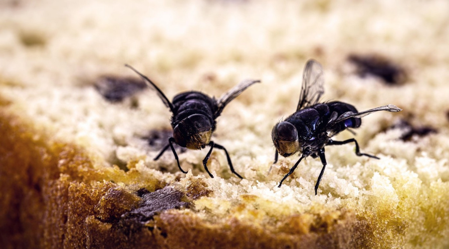Kako se znebiti muh v stanovanju: 5 preprostih trikov za učinkovito odganjanje nadležnih insektov (foto: Profimedia)