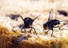 Kako se znebiti muh v stanovanju: 5 preprostih trikov za učinkovito odganjanje nadležnih insektov