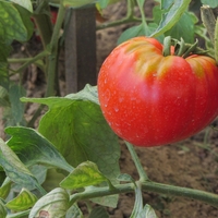 Slabi sosedje paradižnika: teh 7 rastlin nikar ne posadite zraven paradižnika