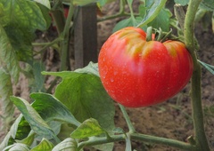 Slabi sosedje paradižnika: teh 7 rastlin nikar ne posadite zraven paradižnika