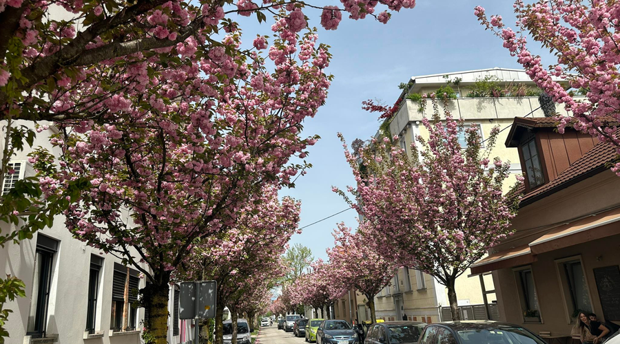 Osupljivo: je to najlepša spomladanska ulica v Ljubljani? (FOTO) (foto: Metropolitan)