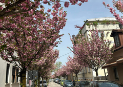 Osupljivo: je to najlepša spomladanska ulica v Ljubljani? (FOTO)