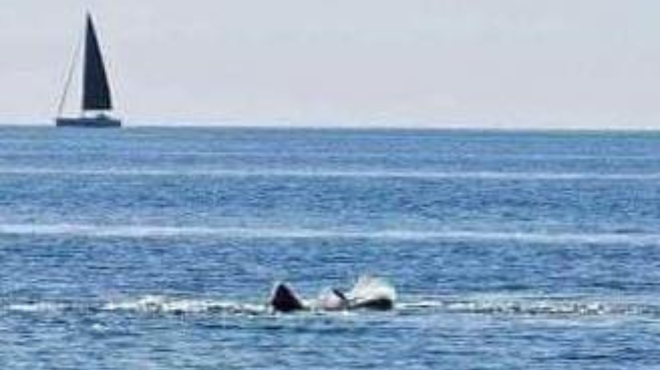 Grozljiv prizor z Jadranskega morja, številni prepričani: "To je napad morskega psa!" (FOTO) (foto: Facebook Regional Express)