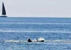 Grozljiv prizor z Jadranskega morja, številni prepričani: "To je napad morskega psa!" (FOTO)