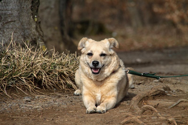 Več je zmešanih genov, bolj je kužek zdrav, pravi veterinarka.