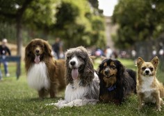 Veterinarka razkrila 20 najbolj zdravih pasem psov