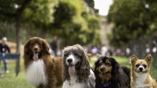 Veterinarka razkrila 20 najbolj zdravih pasem psov