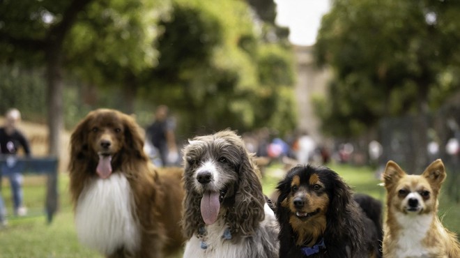 Veterinarka razkrila 20 najbolj zdravih pasem psov (foto: Profimedia)