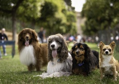 Veterinarka razkrila 20 najbolj zdravih pasem psov