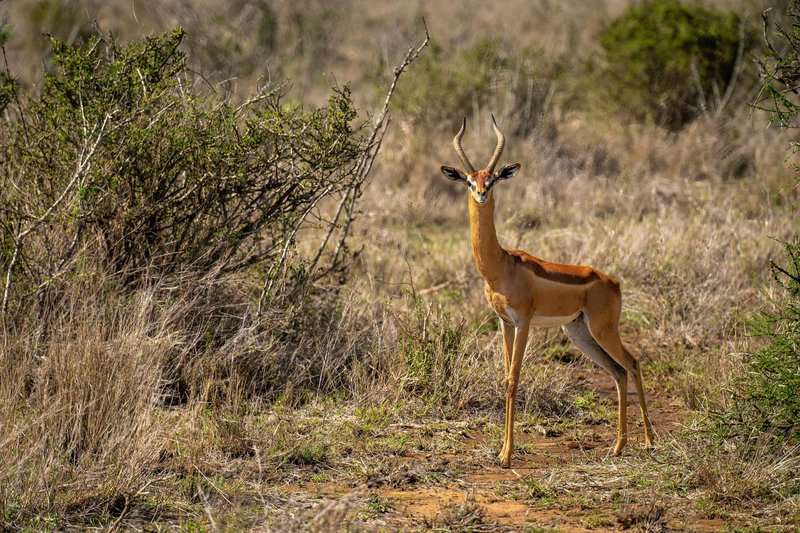 To je gazela, bolj znana tudi kot 'gerenuk', kar v somalijske jeziku pomeni 'žirafa vrat'.