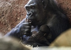 Najstarejša gorila na svetu praznovala 67 let. Poglejte, kaj je dobila za rojstni dan (VIDEO)