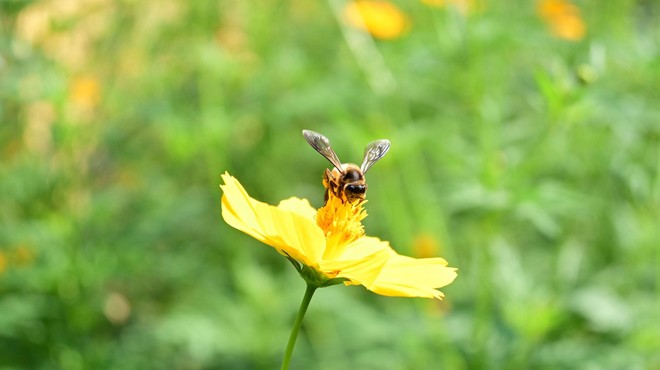Naravi prijazna vrtna trata, ki bo privabljala žuželke, je lahko samo ena (foto: Profimedia)