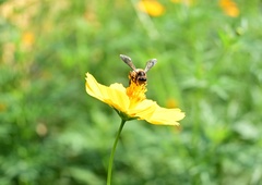 Naravi prijazna vrtna trata, ki bo privabljala žuželke, je lahko samo ena