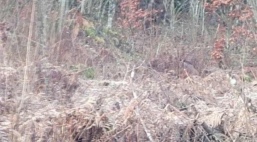 Povsem 'vsakdanji' utrinek iz kočevskega gozda: vam zaledeni kri ali se vam stopi srce? (foto: Zavod za gozdove/Facebook/posnetek zaslona)