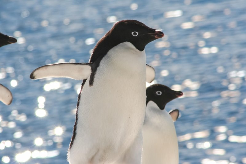 Cesarski pingvin je največja vrsta pingvina.