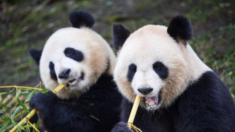 živali panda ranljiva vrsta ogrožena vrsta