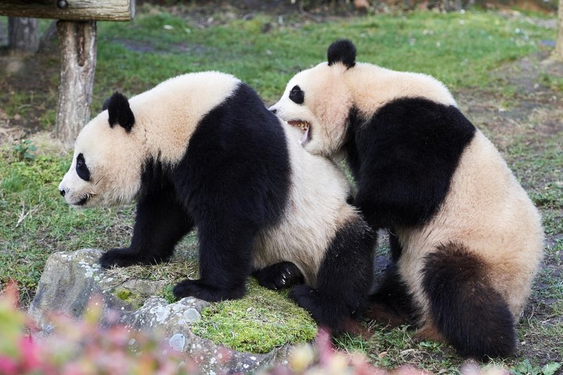 Je prehrana razlog za majhno število mladičev pri pandah v ujetništvu?