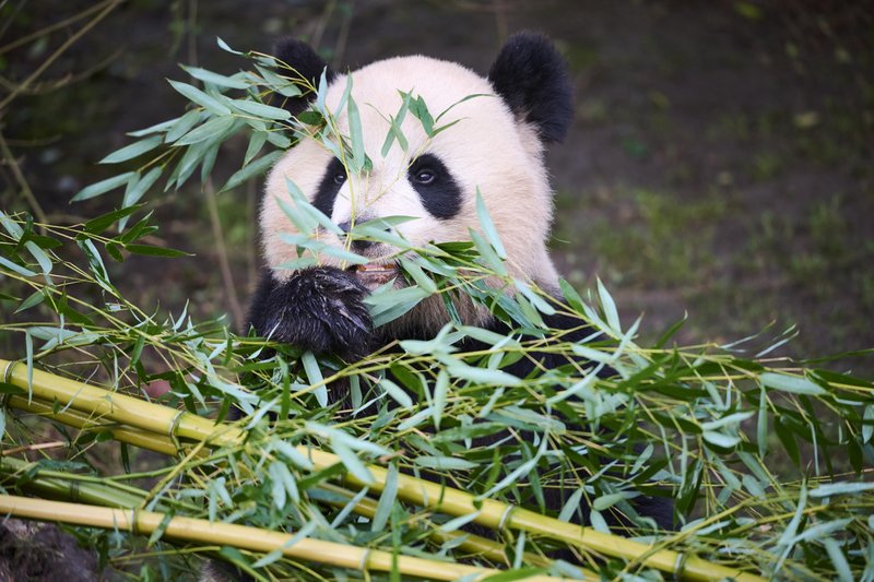 Odrasla panda naj bi pojedla od 12 do 38 kg bambusa - vsak dan!