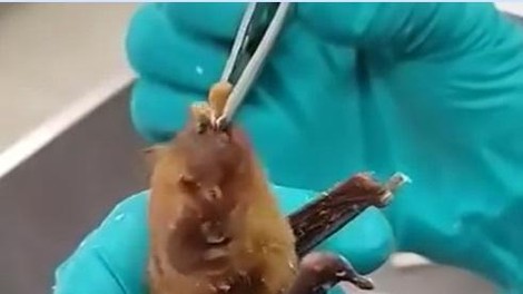 živali netopir veterinar pomoč