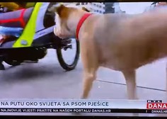Posvojena psička iz Slovenije prava televizijska zvezda na Hrvaškem