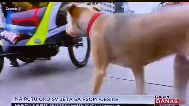 Posvojena psička iz Slovenije prava televizijska zvezda na Hrvaškem (foto: Facebook / posnetek zaslona)