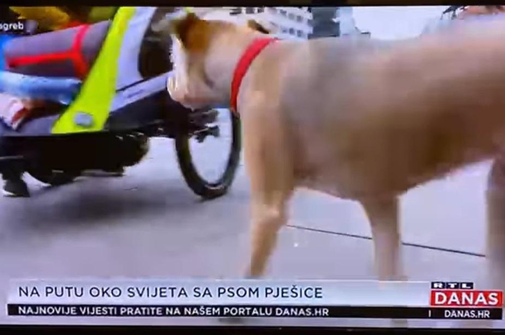 Posvojena psička iz Slovenije prava televizijska zvezda na Hrvaškem (foto: Facebook / posnetek zaslona)