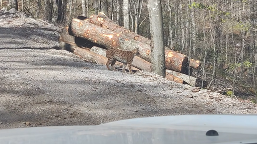 Neverjetno, kaj je prišlo iz slovenskega gozda: prizor je zelo redek celo za gozdarje (VIDEO)