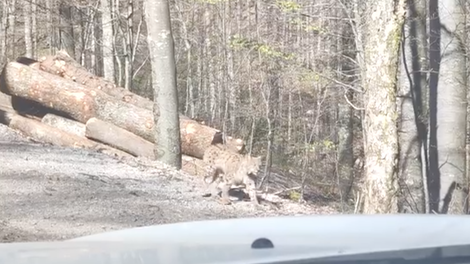 Gozdar David v gozdu čakal na kamion, nato pa naletel na osupljiv prizor: v šoku, ko je videl, kdo prihaja po gozdni cesti (VIDEO)