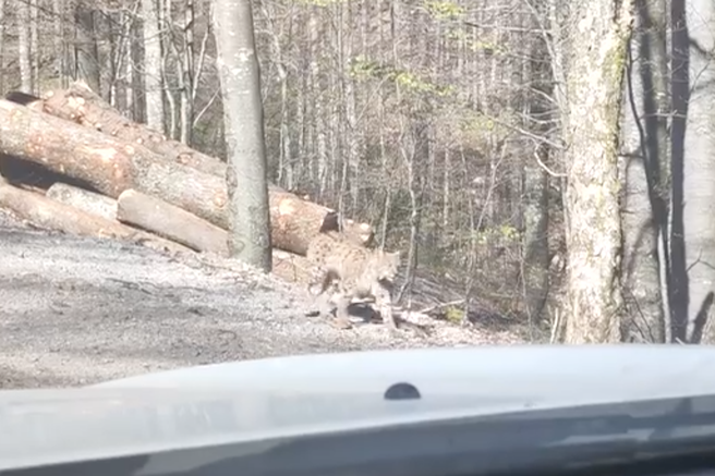 Gozdar David v gozdu čakal na kamion, nato pa naletel na osupljiv prizor: v šoku, ko je videl, kdo prihaja po gozdni cesti (VIDEO)