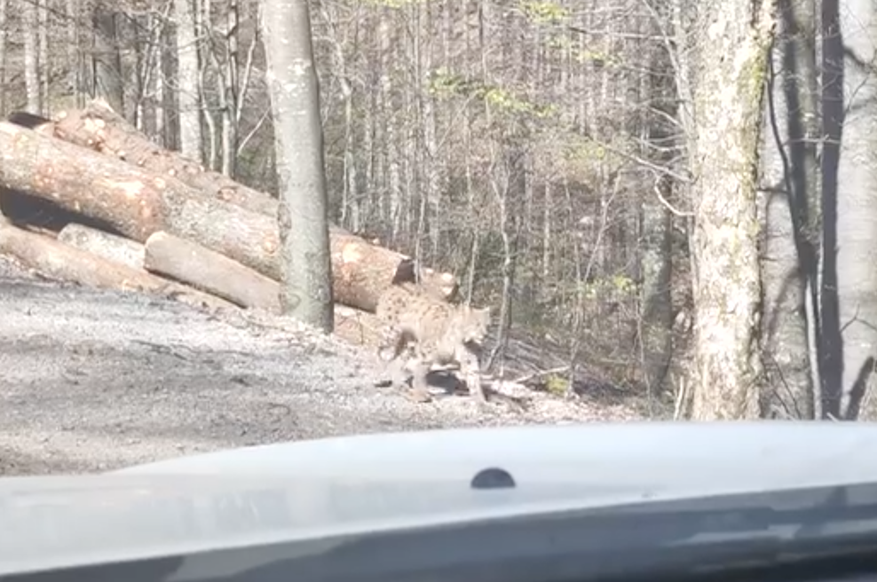 Gozdar David v gozdu čakal na kamion, nato pa naletel na osupljiv prizor: v šoku, ko je videl, kdo prihaja po gozdni cesti (VIDEO) (foto: Posnetek zaslona Slovenski državni gozdovi)