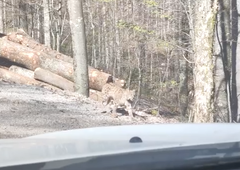 Gozdar David v gozdu čakal na kamion, nato pa naletel na osupljiv prizor: v šoku, ko je videl, kdo prihaja po gozdni cesti (VIDEO)