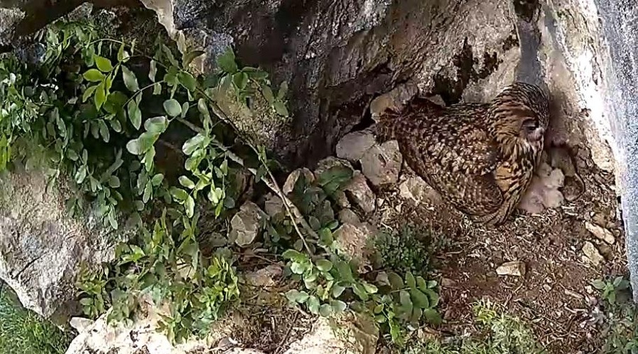 Juhuhu, mladički ogrožene vrste so tu …  ste jih že videli? (foto: DOPPS/Facebook)