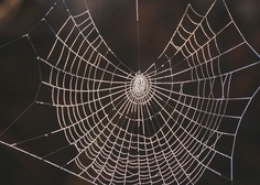 Strokovnjaki odkrili presenetljiv razlog, zakaj nikoli ne bi smeli ubiti pajka v stanovanju