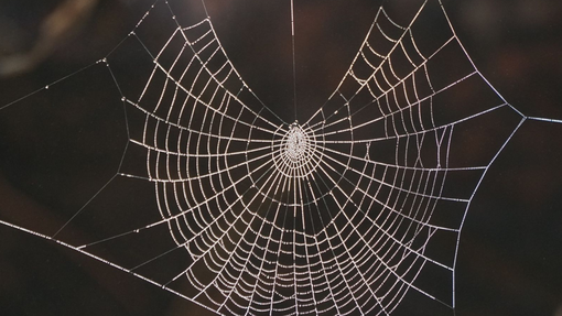 Strokovnjaki odkrili presenetljiv razlog, zakaj nikoli ne bi smeli ubiti pajka v stanovanju