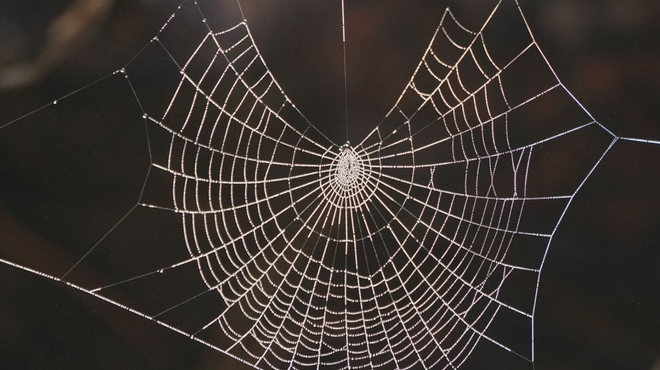 Strokovnjaki odkrili presenetljiv razlog, zakaj nikoli ne bi smeli ubiti pajka v stanovanju (foto: Pixabay)